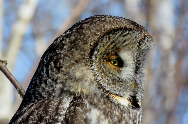 The Great Gray Owl!...