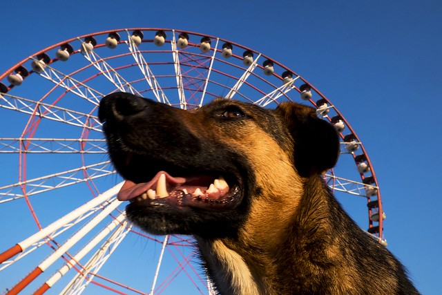 Dog and Ferris wheel