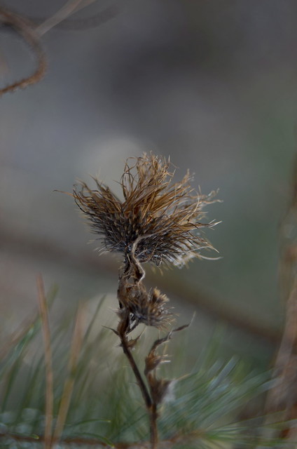 Dry inflorescence of thistle.