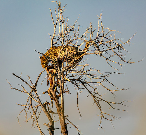 TREETOP LEPOARD AND PREY by George Pearson | by Nailsinhead
