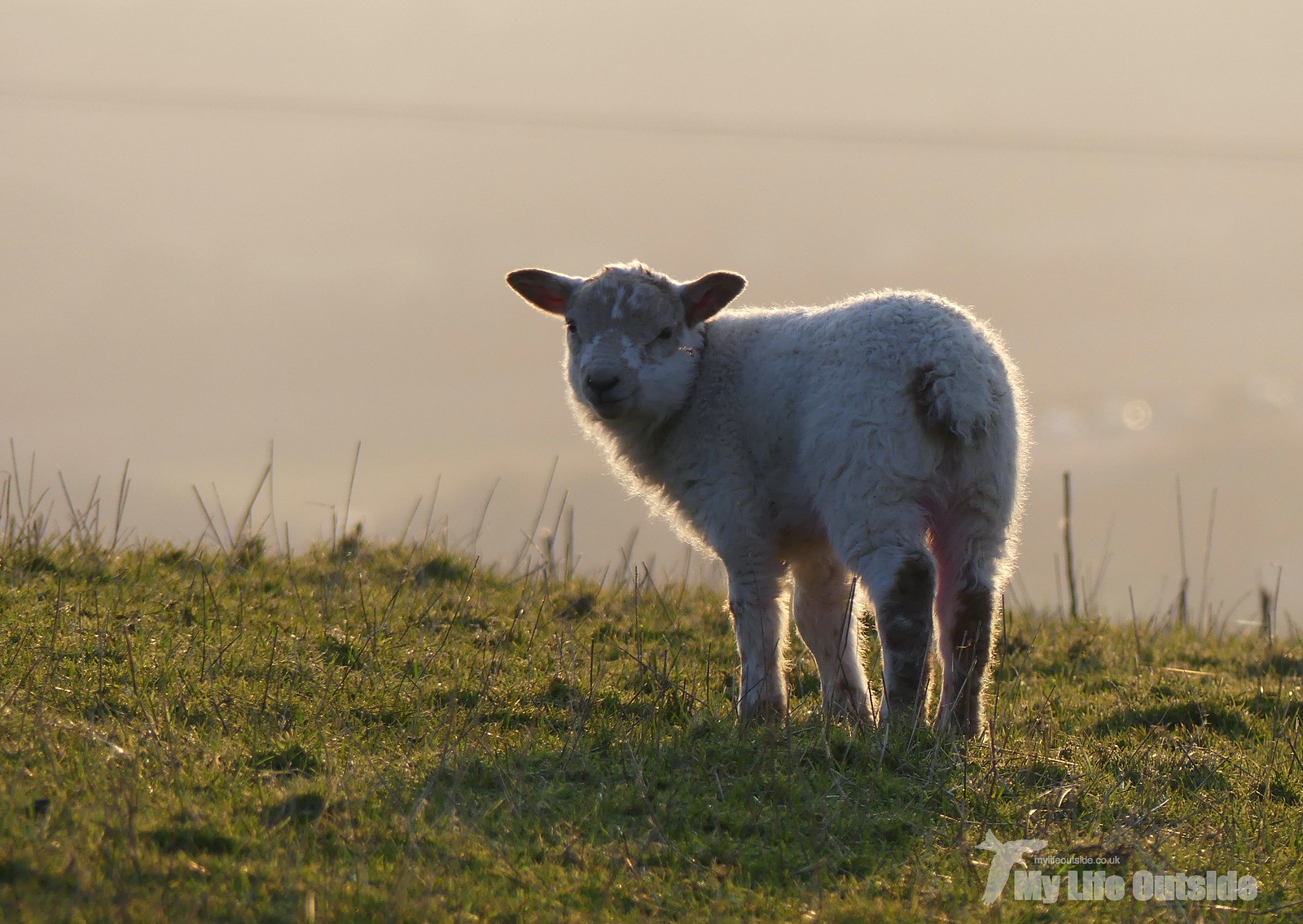 P1240127 - Lambs at sunset