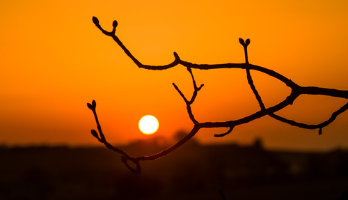 blackrod sunset bolton tree pentaxk3ii