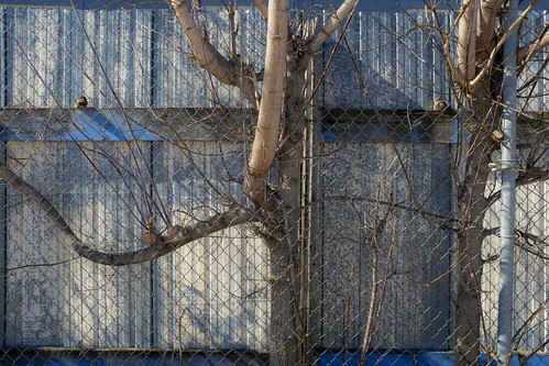 Two Trees Between Fences by JeffStewartPhotos