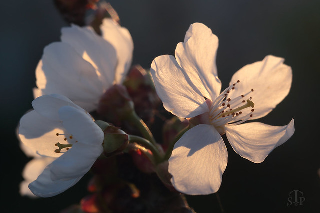 Fleurs de Cerisier / Cherry Tree