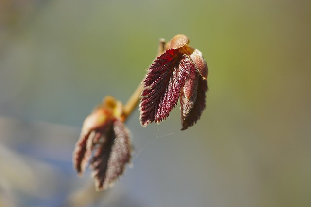 Opening buds