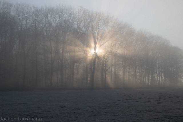 Winterspaziergang / Winter walk on a foggy November morning.