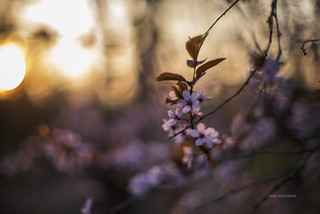 [explore] blossoms in the sunset light