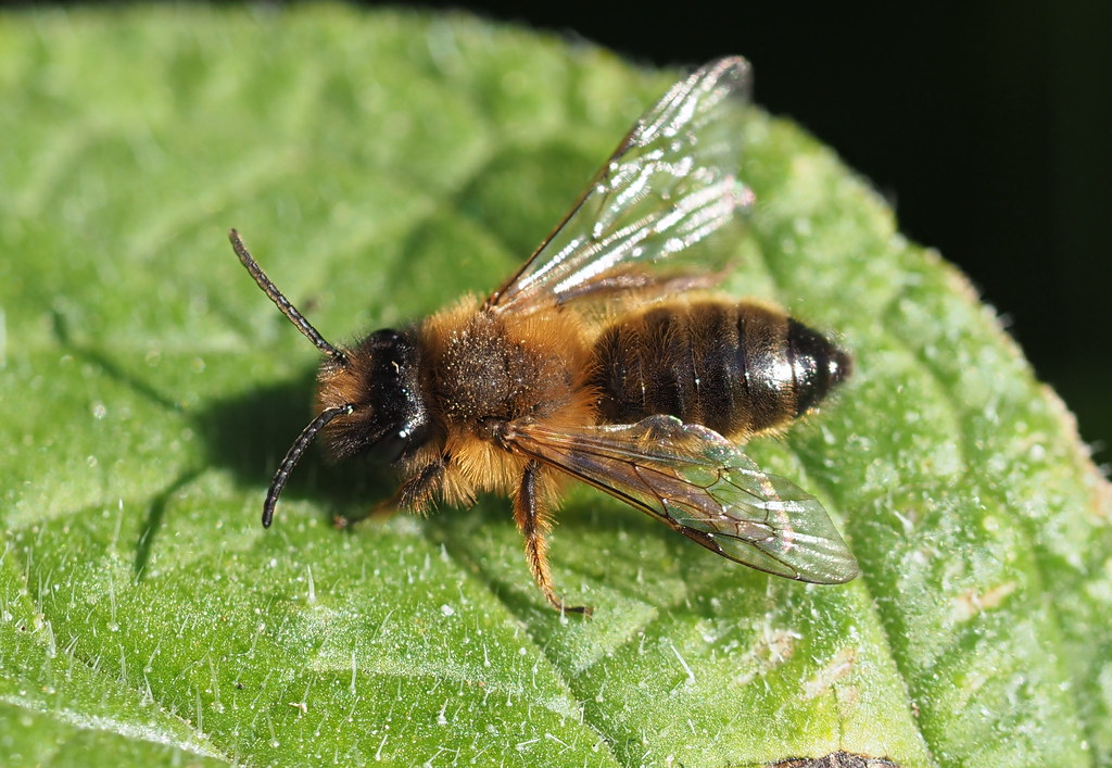 P3260021 Miner bee