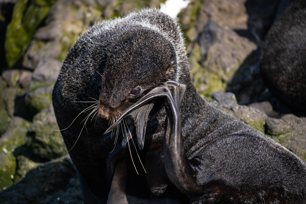 Северный морской котик. Northern fur seal. Callorhinus ursinus