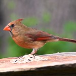 Cardinal DSC_0731