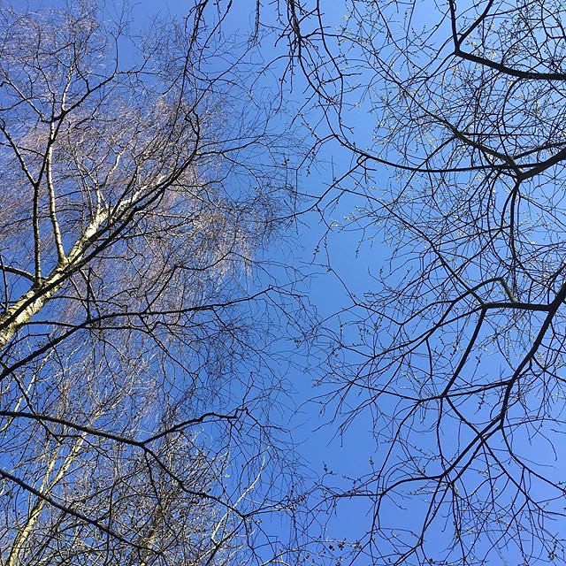 Hurray for today’s beautiful blue sky! . . . . . #springcolourloving #blueskybeauty #capturingcolour #livethelittlethings #embracingtheseasons #cherishandrelish_march #nofilternecessary #nothingisordinary_