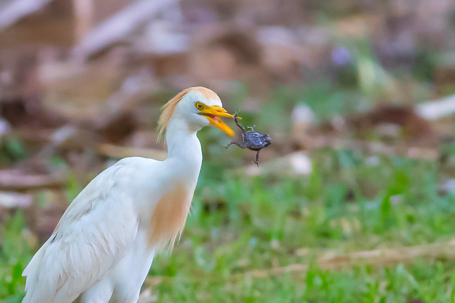 Cattle Egret with frog (X77_7580-1)