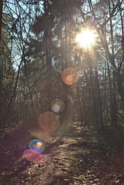Flare in the Forest