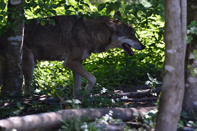 Canis lupus lupus (Eurasian wolf / Europese wolf)