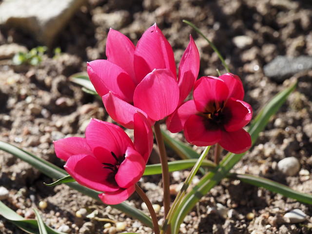 Tulipa pulchella 'Violacea Group'