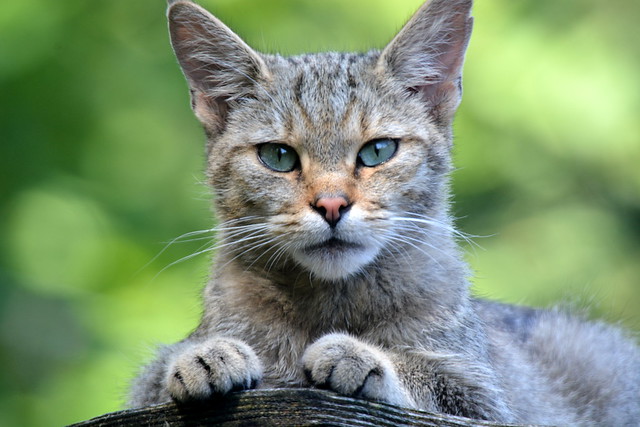Felis silvestris (Wildcat / Wilde kat)
