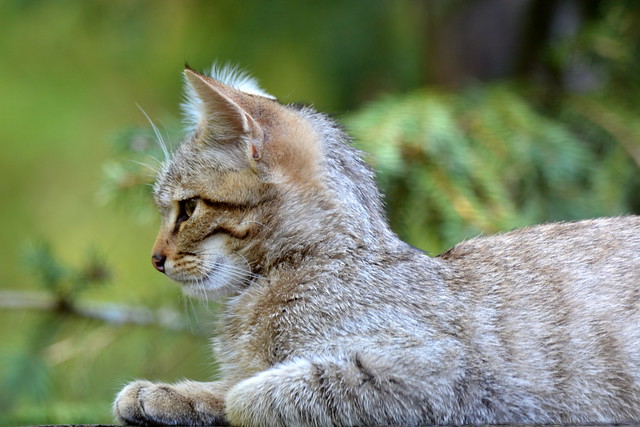 Felis silvestris (Wildcat / Wilde kat)