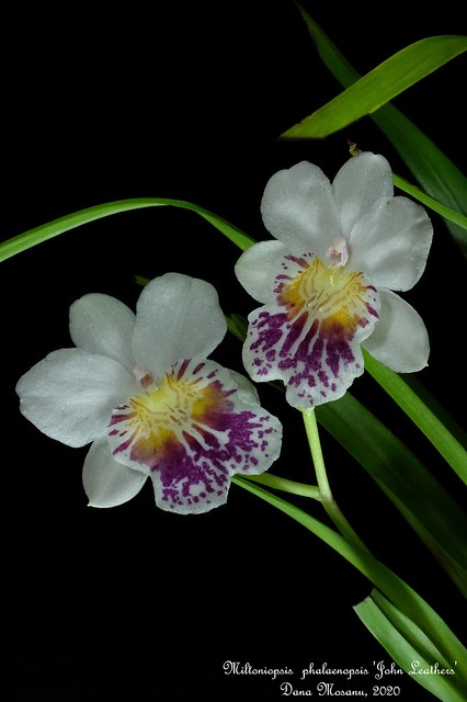 Miltoniopsis phalaenopsis 'John Leathers'