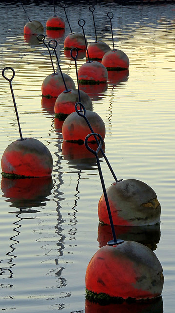 Buoys line up all in a row in the water off of Grebbestad, Sweden
