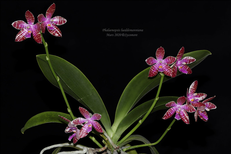 Phalaenopsis lueddemanniana 49701938152_6b3c2d27d3_c