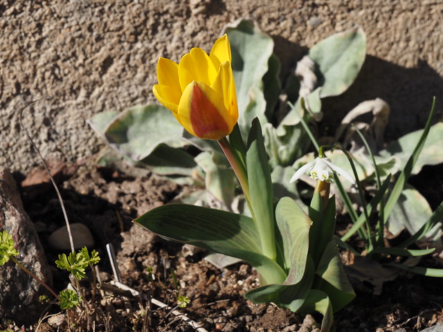 Tulipa kaufmanniana cv.