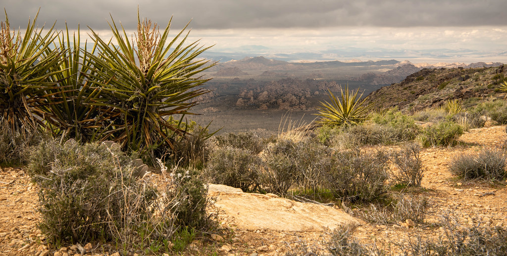 Spectacular Desert Panorama