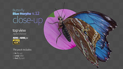 Mariposa Morfo Azul 1 - 5
