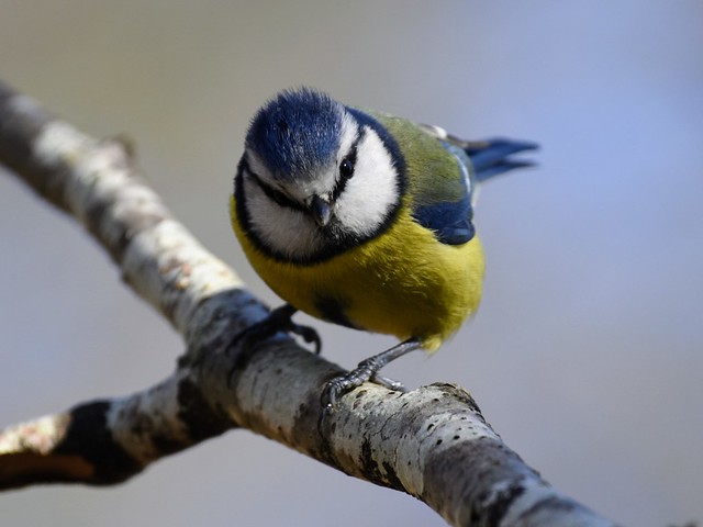 Blue tit, New Forest, Hampshire