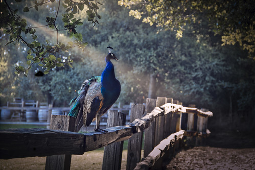 peacock on a fence