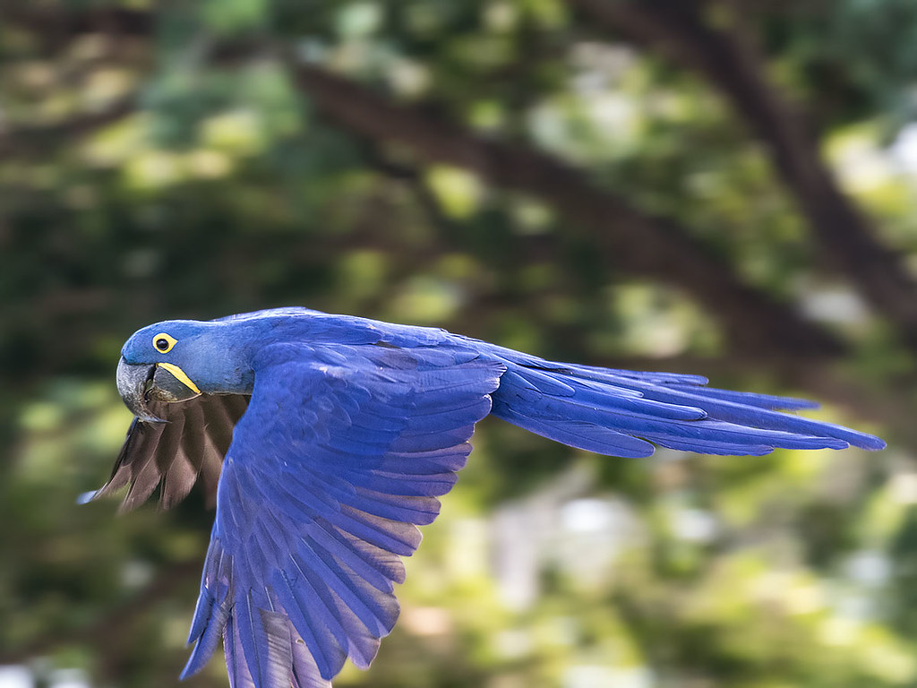 Arara Azul Grande (Anodorhynchus hyacinthinus) - Hyacinth Macaw