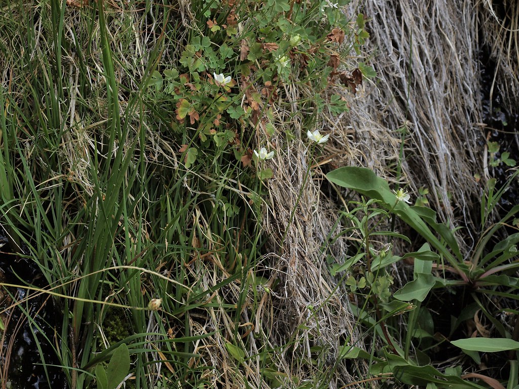 bog star, Parnassia palustris