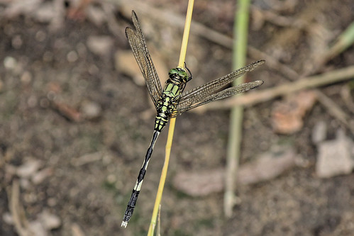 dragonfly insecta odonata anisoptera libellulidae insect nature female nakhonsawan kongkien thailand