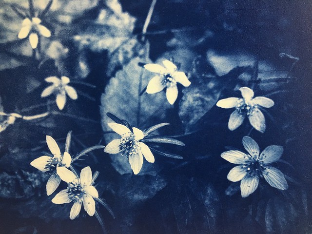 cyanotype print on Revere platinum paper