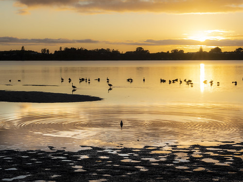 Ripples by newzild, Lockdown, day 2. Morning walk at Memorial Park, Tauranga, New Zealand.

Making the most of our 28-da