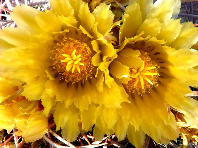 Cactus flowers