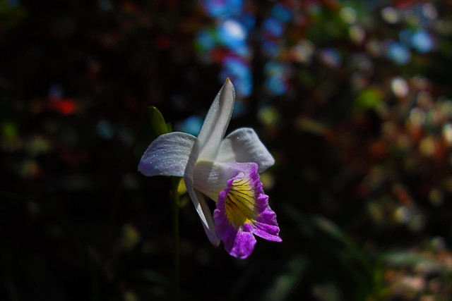 orchid flower - Penang Hill - George Town, Penang, Malaysia - Feb 2020