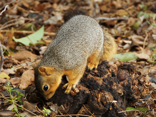 Squirrel Digging