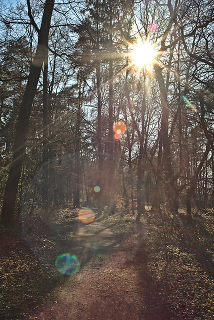 Flare in the Forest
