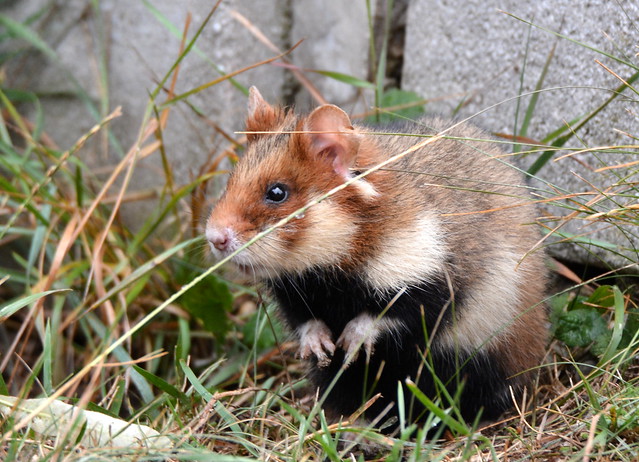 Cricetus cricetus (European hamster / Korenwolf)