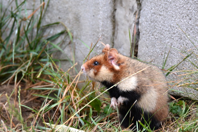 Cricetus cricetus (European hamster / Korenwolf)