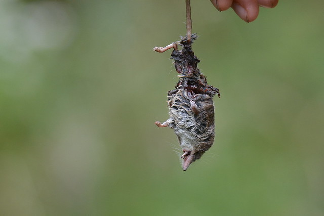 Sorex araneus (Common shrew / Bosspitsmuis)