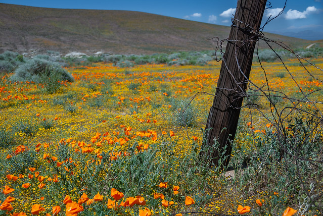 California Dreamin’...poppy fields forever.