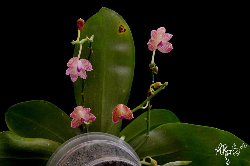 Phalaenopsis javanica 49704254933_23a1be947e_b