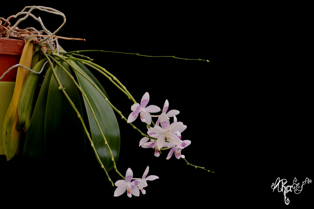 Phalaenopsis Helga Lukassen (amabilis x tetraspis 'C#1') 49704255043_a815a33af0_b