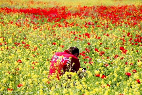 A sea of poppies. From A Hidden Gem in Southeastern Turkey: Visit Şanlıurfa