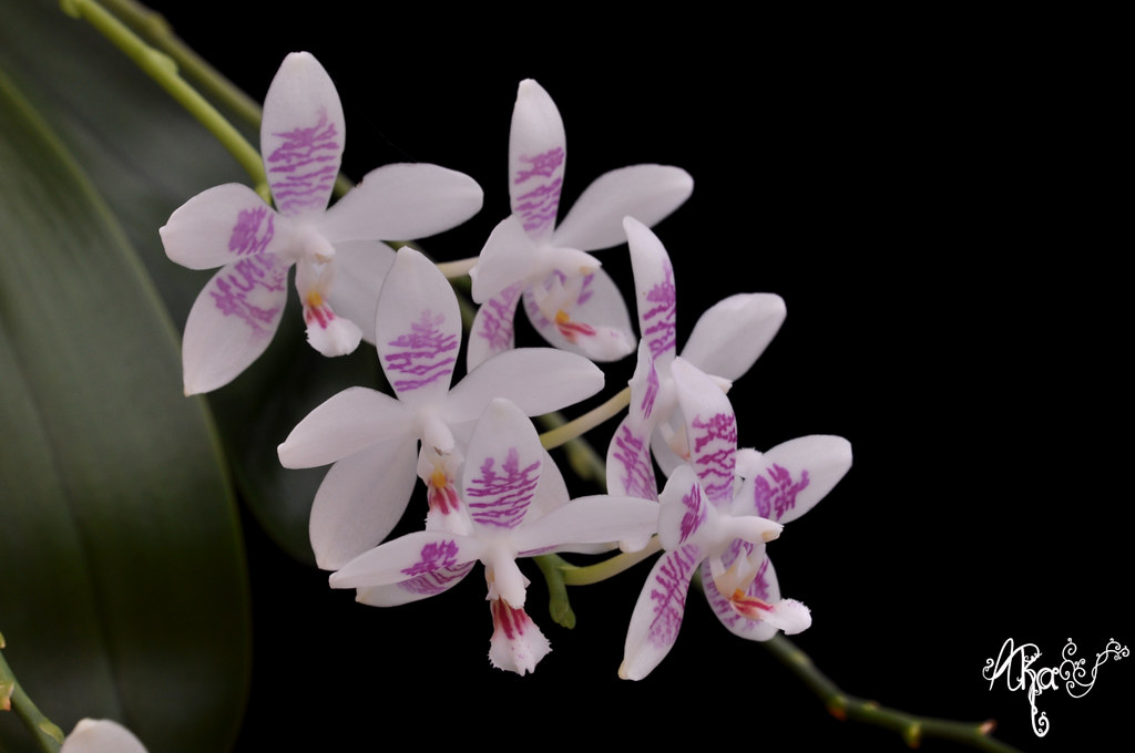 Phalaenopsis Helga Lukassen (amabilis x tetraspis 'C#1') 49704787191_4baeb45230_b