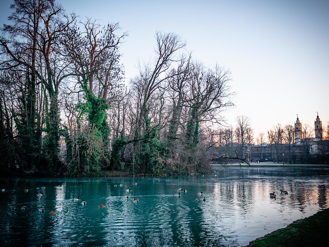 #Park #Ducks #Winter