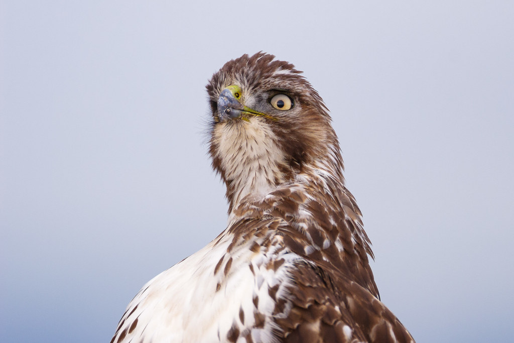 A close-up view of a young red-tailed hawk raising its head high while preening on the auto tour at Ridgefield National Wildlife Refuge in Ridgefield, Washington in February 2008