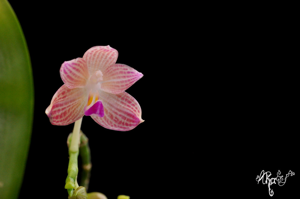 Phalaenopsis javanica 49705105457_8155ce3db1_b