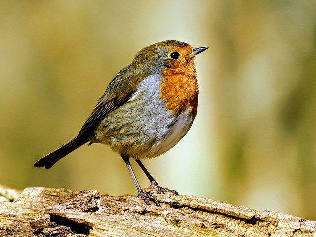 Robin, Denny Wood, New Forest, Hampshire